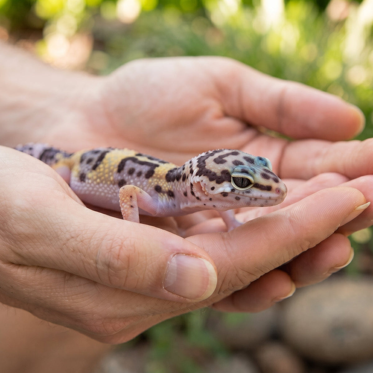 Handling and Bonding: Building Trust With Your Reptile